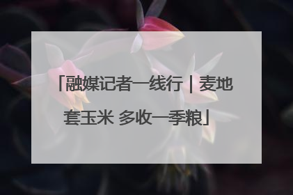 融媒记者一线行｜麦地套玉米 多收一季粮