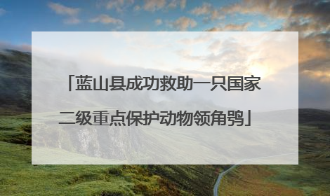 蓝山县成功救助一只国家二级重点保护动物领角鸮