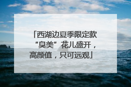 西湖边夏季限定款“臭美”花儿盛开，高颜值，只可远观