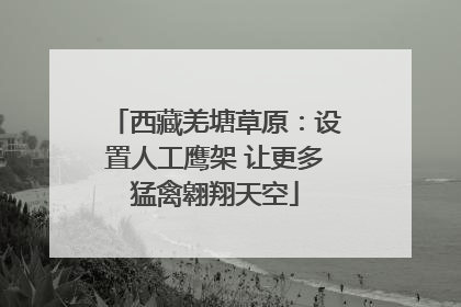 西藏羌塘草原：设置人工鹰架 让更多猛禽翱翔天空