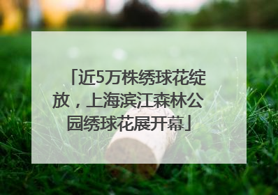 近5万株绣球花绽放，上海滨江森林公园绣球花展开幕