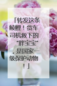 转发这条鲮鲤！货车司机救下的“胖宝宝”，是国家一级保护动物！