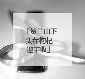 贺兰山下 头茬枸杞迎丰收