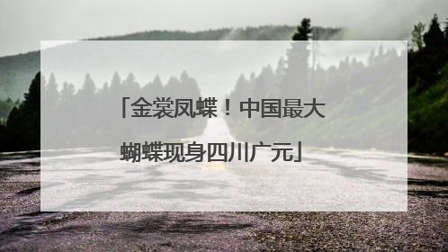 金裳凤蝶！中国最大蝴蝶现身四川广元