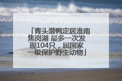 青头潜鸭定居淮南焦岗湖 最多一次发现104只，属国家一级保护野生动物