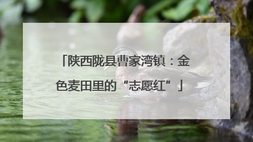 陕西陇县曹家湾镇：金色麦田里的“志愿红”