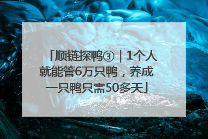 顺链探鸭③｜1个人就能管6万只鸭，养成一只鸭只需50多天