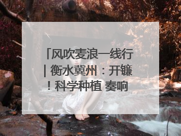风吹麦浪一线行｜衡水冀州：开镰！科学种植 奏响丰收序曲