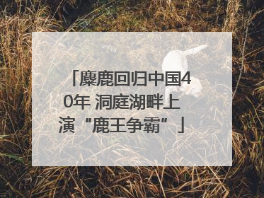 麋鹿回归中国40年 洞庭湖畔上演“鹿王争霸”