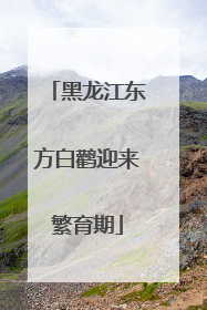 黑龙江东方白鹳迎来繁育期