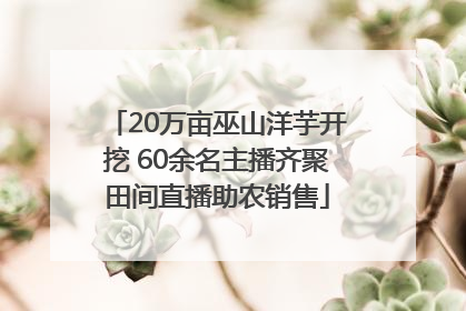 20万亩巫山洋芋开挖 60余名主播齐聚田间直播助农销售