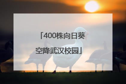 400株向日葵空降武汉校园